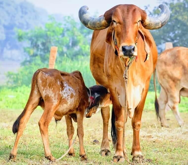 Cow Image